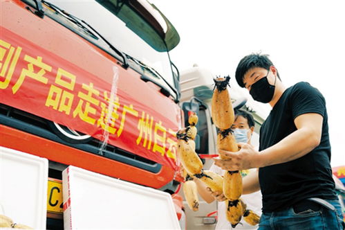鄂產新鮮果蔬馳援南方市場 近200噸農副產品運抵廣州